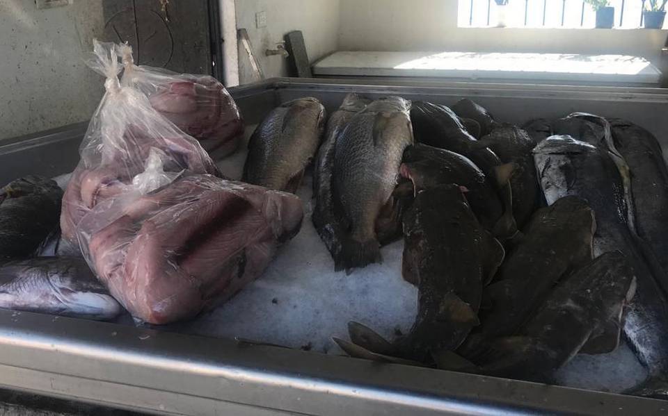 Reportan comerciantes de pescados y mariscos ligero incremento en ventas -  El Sol de Mazatlán | Noticias Locales, Policiacas, sobre México, Sinaloa y  el Mundo