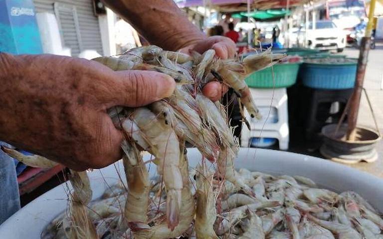 Recuperan certificación para exportar camarón mexicano a Estados Unidos -  El Sol de Mazatlán | Noticias Locales, Policiacas, sobre México, Sinaloa y  el Mundo