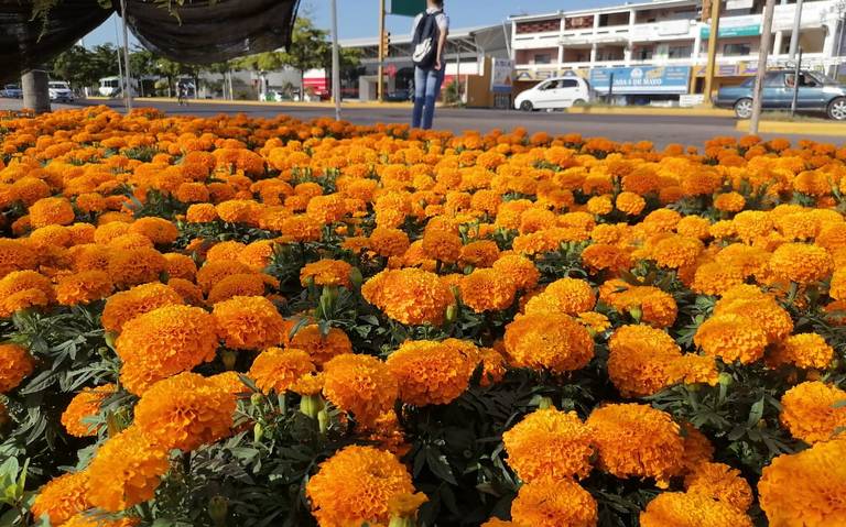 En Mazatlán va lenta la venta de flor de cempasúchil previo al Día de  Muertos - El Sol de Mazatlán | Noticias Locales, Policiacas, sobre México,  Sinaloa y el Mundo
