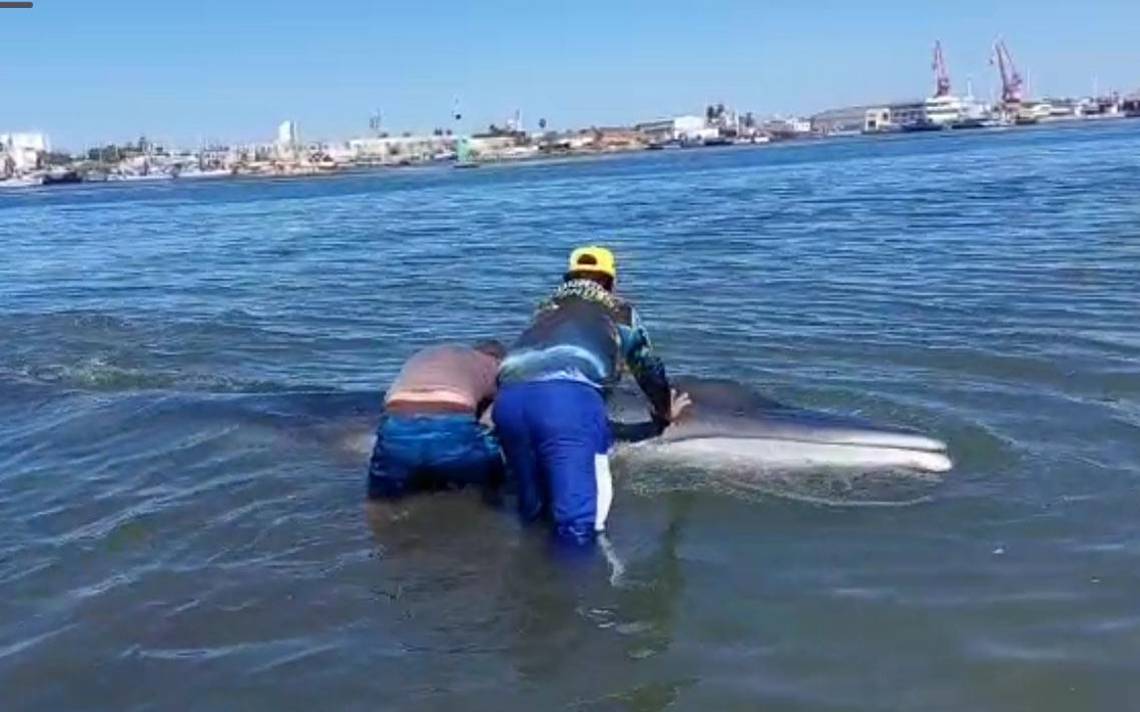 Salvavidas y PC ayudan a ballena que quedó varada cerca de la Isla de la Piedra – El Sol de Mazatlán